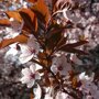 Prunus cerasifera 'Nigra' Kruisdak